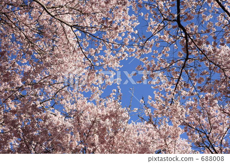 A cherry trefoil in high-end 688008