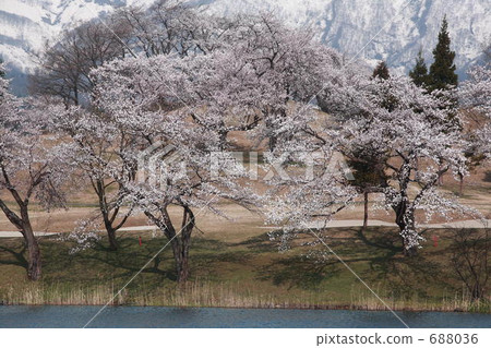 Cherry blossoms at Matsugamen Cherry blossoms at Matsugamen 688036