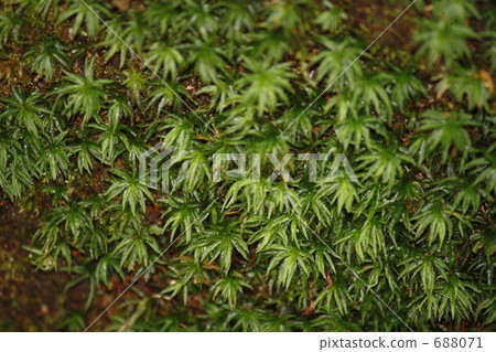 苔蘚 綠葉 綠色 688071