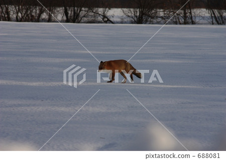 snow mountain, snowy mountain, snowâ€covered mountain 688081