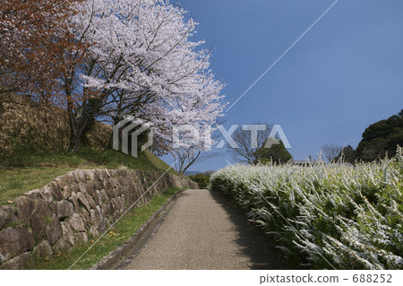 Cherry blossoms in Asuka village Cherry blossoms in Asuka village 688252