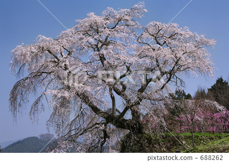 Matabei Sakura 688262