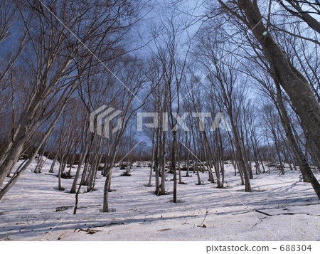Spring forest bath Spring forest bath 688304