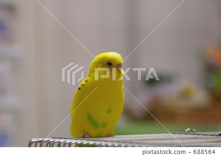 鳳頭鸚鵡 鸚鵡 長尾鸚鵡 688564