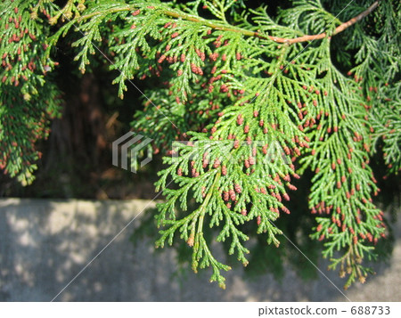 分支 樹枝 花粉 688733