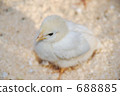 Chick	 688885