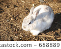 White rabbit 688889