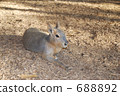 Wallaby 688892