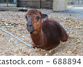 Alpaca 688894