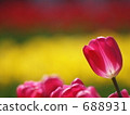 Colors of light and tulips 688931