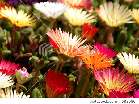 Livingstone Daisy 688980