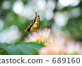 swallowtail, swallowtail butterfly, butterfly 689160
