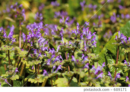 japanese nipplewort, turnip, shepherd's purse 689171
