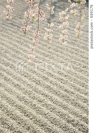 A drooping cherry tree in the rock garden A drooping cherry tree in the rock garden 689176