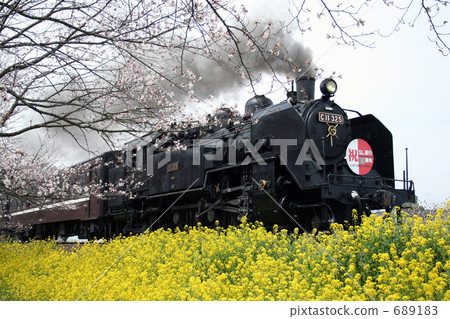Spring steam locomotive Surrounded by cherry blossoms and rape flowers 689183