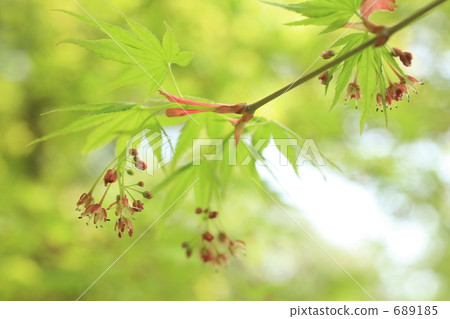 Maple flowers 689185