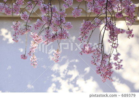 Himeji castle white wall and cherry blossoms Himeji castle white wall and cherry blossoms 689379