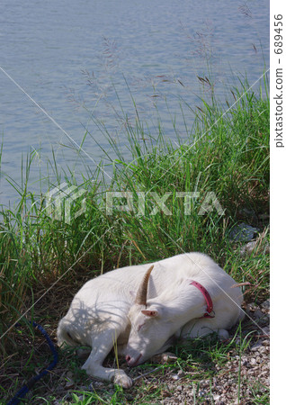 山羊的午睡 689456