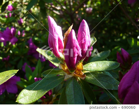 杜鵑花的三芽 杜鵑花的三芽 690060