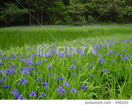 燕子花 兔耳虹膜 石見 690261