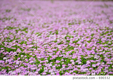 Renjō grass II 690332