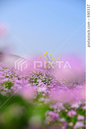 Renka and rape flower Ⅱ Renka and rape flower Ⅱ 690337