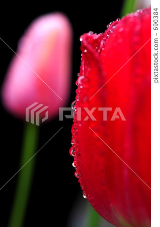 春天的眼淚 690384