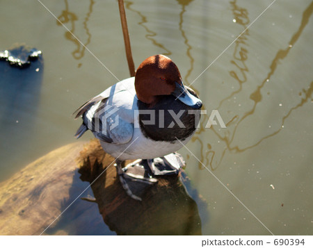 common pochard, migratory bird, sinobazunoike 690394