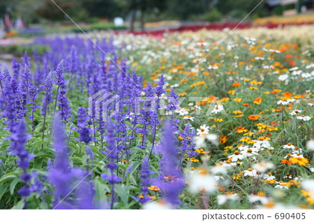 Kuzumi花公園的淡紫色領域 Kuzumi花公園的淡紫色領域 690405