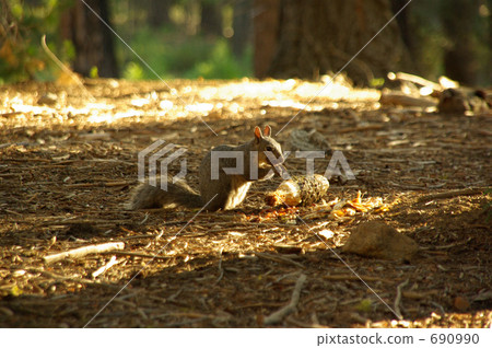 Scenery seen in Yosemite National Park, USA Squirrel 690990