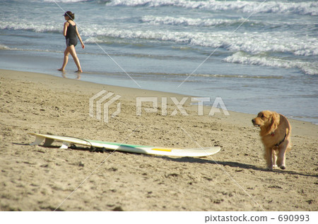 Surfboards and dogs on the beach near Huntington Beach, California 690993