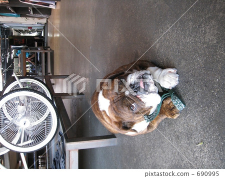 Bulldog with a good eye 690995