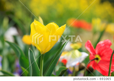 鬱金香 鬱金香 691065