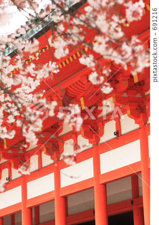 平安神宮的櫻花 691216