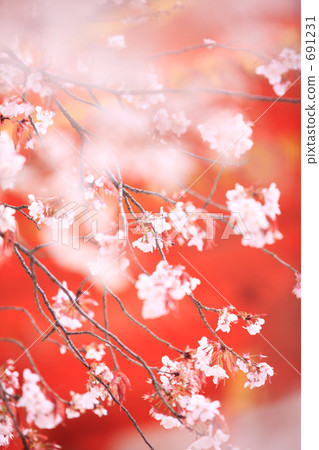 Cherry blossoms at Heian Shrine 691231