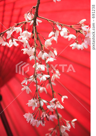 Sakura and a point 691238