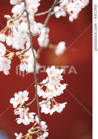 仁和寺 神社和廟宇 古城 691349