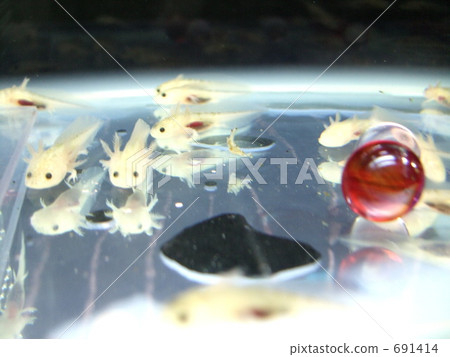 wooper looper wooper looper 691414