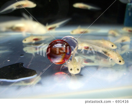 wooper looper wooper looper 691416