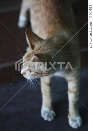 A cat watching something A cat watching something 691498
