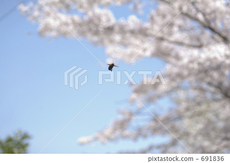 拍打在櫻花的熊蜂 691836