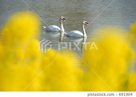 天鵝和油菜花 691904
