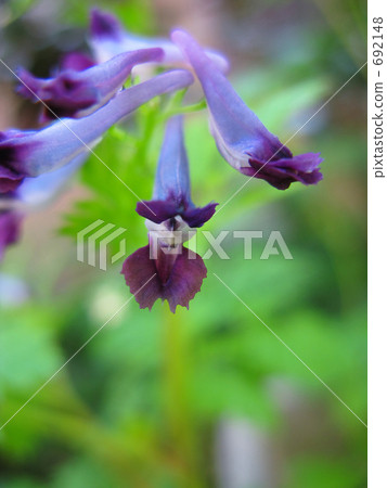 Murasaki Keman Murasaki Keman 692148