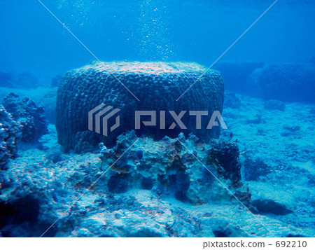 珊瑚 珊瑚 692210