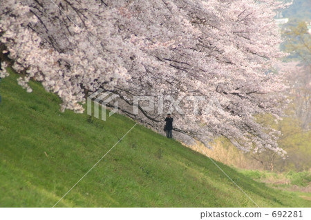 Taking a picture of a cherry tree 692281