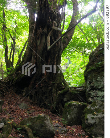 Maiko Toshioki Maiko Toshioki 692297