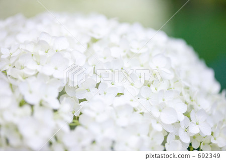 hydrangea flower 692349