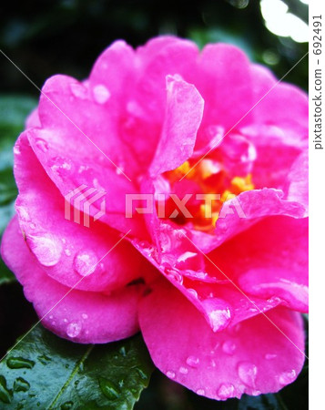 花朵 花 花卉 692491