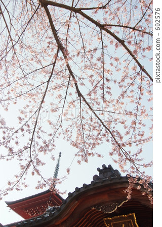 櫻花落下 櫻花落下 692576