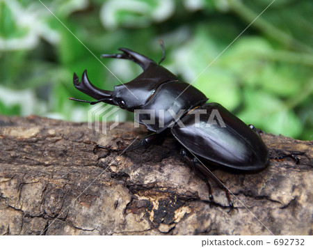 國內Okuwagata 692732